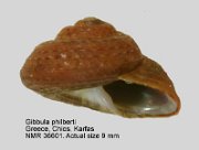 Gibbula philberti (2)